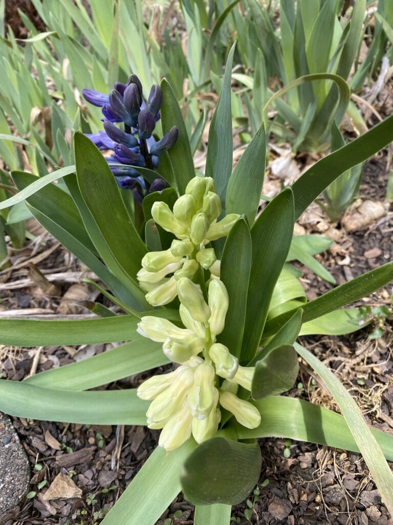 garden bloggers' bloom day - march 2026 - carol j. michel 16 garden bloggers' bloom day - march 2026 - carol j. michel