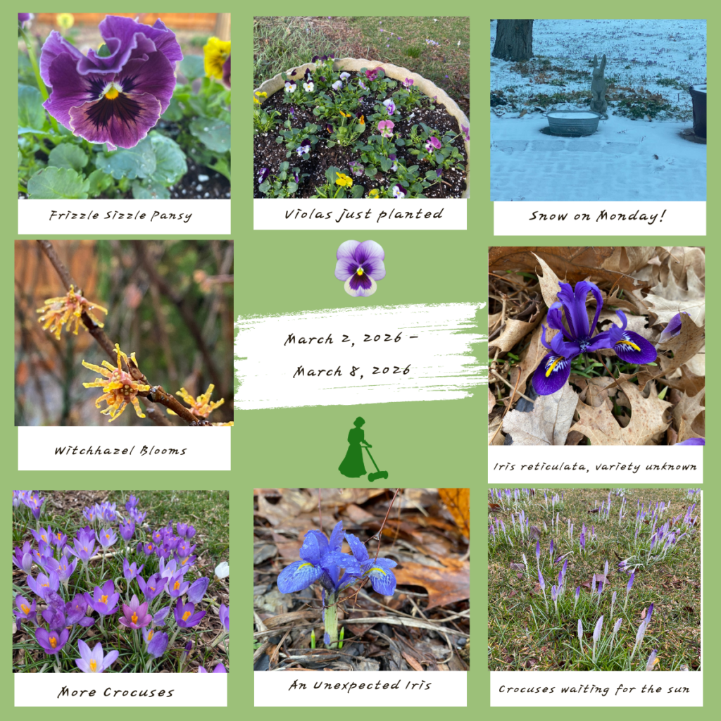 garden bloggers' bloom day - march 2026 - carol j. michel 13 garden bloggers' bloom day - march 2026 - carol j. michel