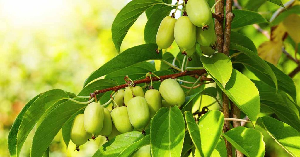 How to Grow and Care for Hardy Kiwifruit Vines