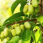 How to Grow and Care for Hardy Kiwifruit Vines How to Grow and Care for Hardy Kiwifruit Vines