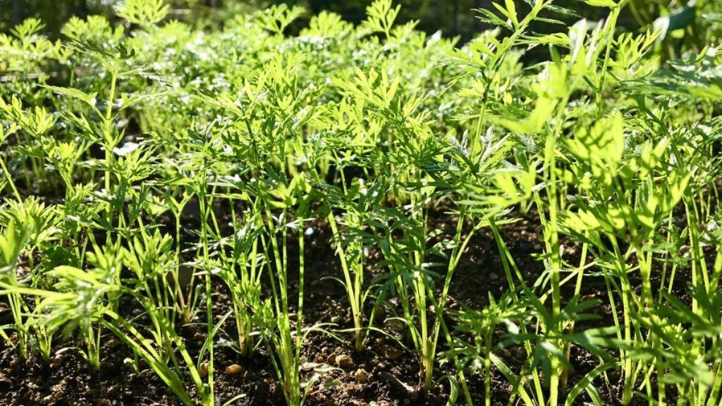 How Far Apart to Plant Carrots for the Biggest & Best Quality Roots