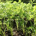 How Far Apart to Plant Carrots for the Biggest & Best Quality Roots How Far Apart to Plant Carrots for the Biggest & Best Quality Roots