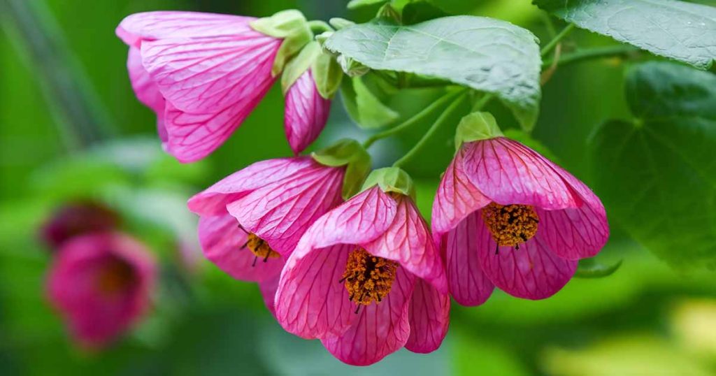 How to Grow and Care for Flowering Maple (Abutilon)