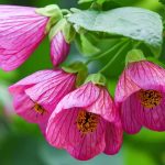 How to Grow and Care for Flowering Maple (Abutilon)