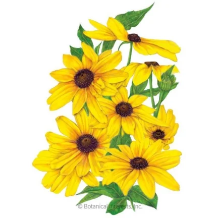 how to grow black-eyed susans from seed 1 indian summer black-eyed susan seeds