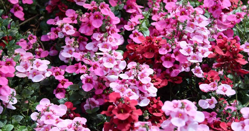 Learn How to Grow Vibrant Diascia (Twinspur)