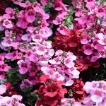 Learn How to Grow Vibrant Diascia (Twinspur)