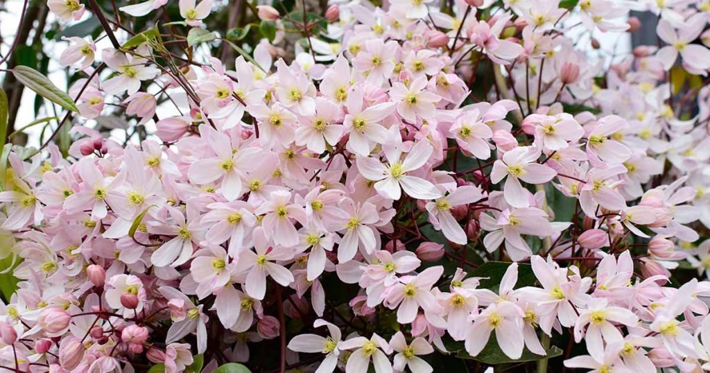 Learn How to Grow Evergreen Clematis