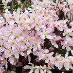 Learn How to Grow Evergreen Clematis Learn How to Grow Evergreen Clematis