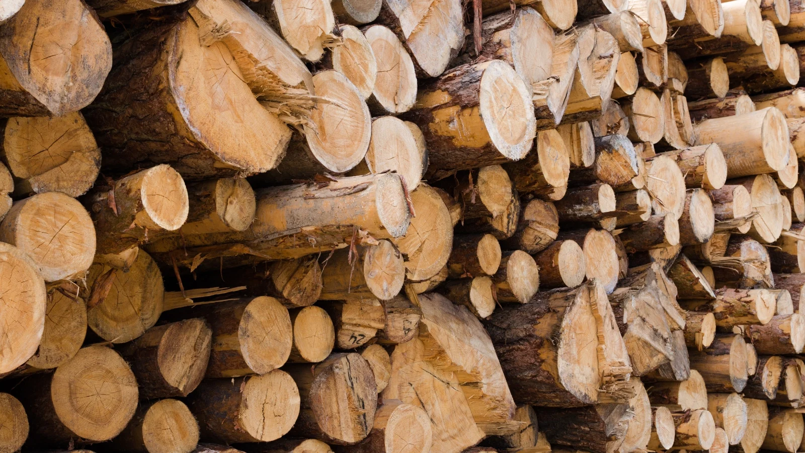 a close-up shot of a large pile of hardwood logs