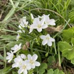 Garden Fairies Have Quite a Month, So Far – Carol J. Michel Garden Fairies Have Quite a Month, So Far – Carol J. Michel