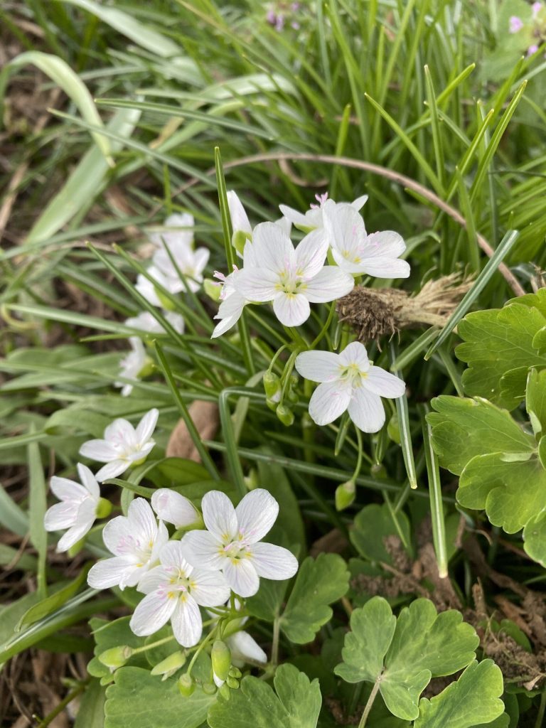 Garden Fairies Have Quite a Month, So Far – Carol J. Michel