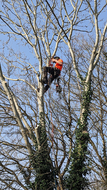 Much tree work Much tree work