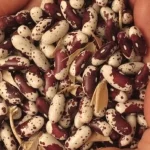 How to Choose the Right Seed Crop How to Choose the Right Seed Crop