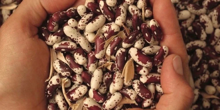 How to Choose the Right Seed Crop