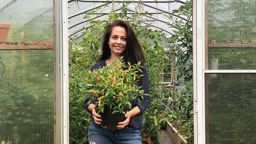 Pepper Plants Not Producing? 7 Reasons and Solutions