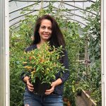 Pepper Plants Not Producing? 7 Reasons and Solutions Pepper Plants Not Producing? 7 Reasons and Solutions