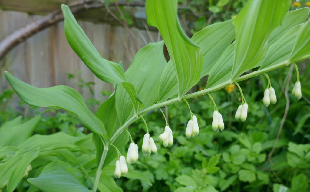 19 Low Maintenance Perennials for Shade
