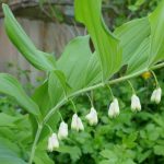 19 Low Maintenance Perennials for Shade 19 Low Maintenance Perennials for Shade