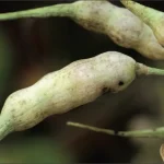 Preserving Seed Integrity: How Far is Far Enough? Preserving Seed Integrity: How Far is Far Enough?