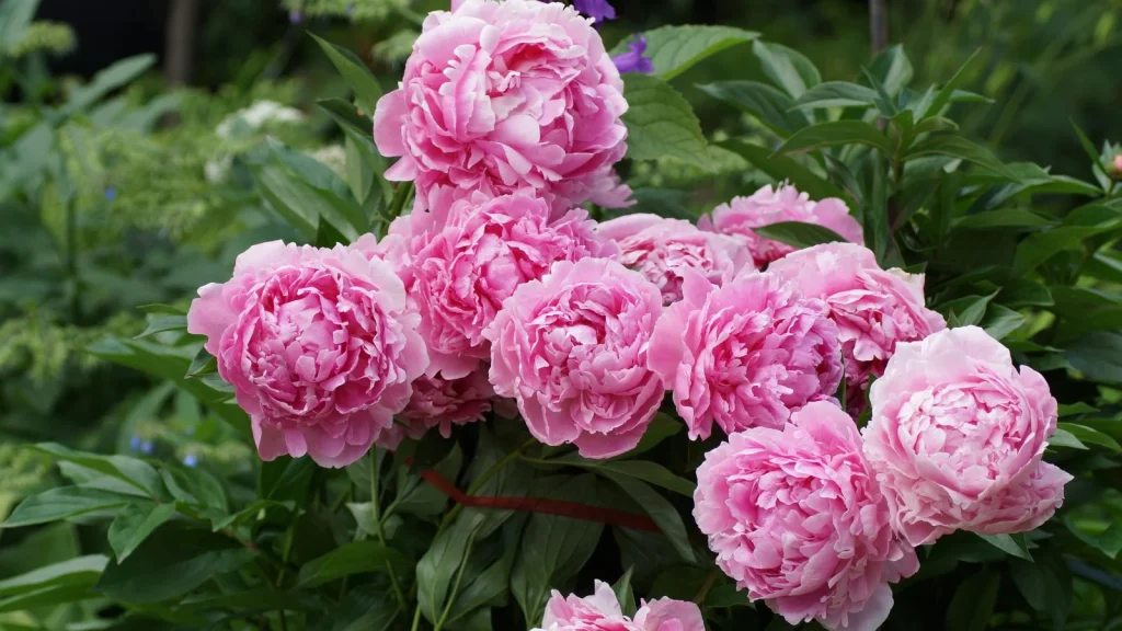 How to Plant, Grow, and Care for ‘Sarah Bernhardt’ Peony