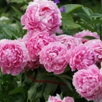 How to Plant, Grow, and Care for ‘Sarah Bernhardt’ Peony How to Plant, Grow, and Care for ‘Sarah Bernhardt’ Peony