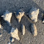 home 28 shelling diaries 2026 | part two