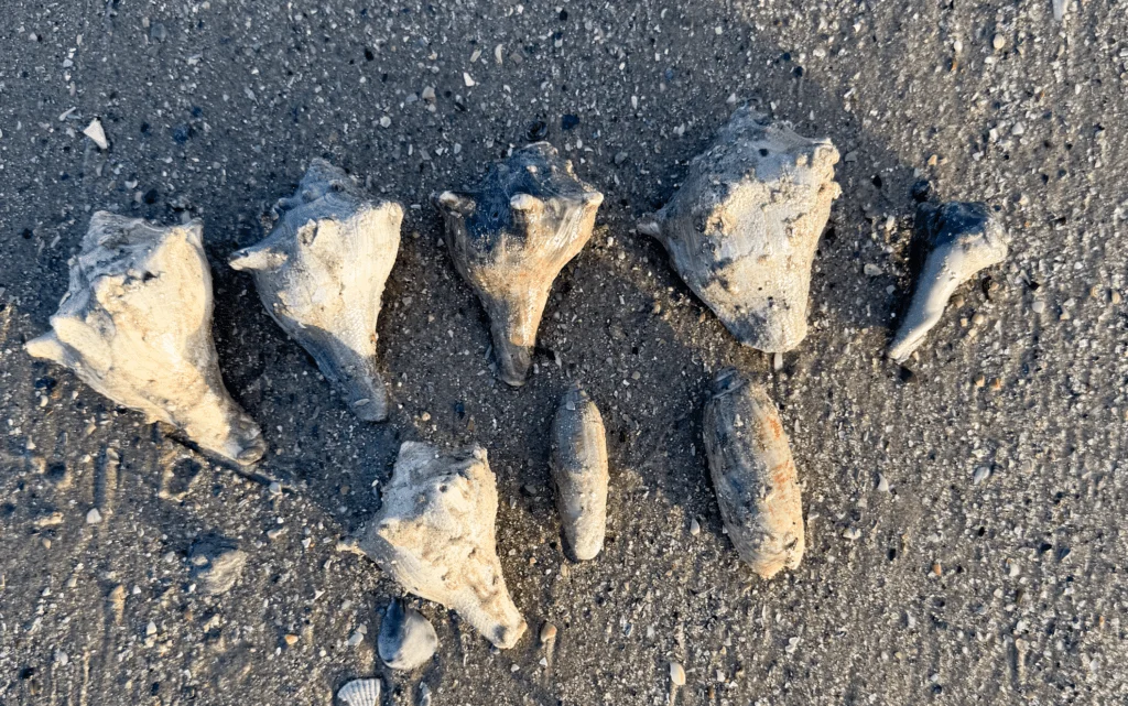 shelling diaries 2026 | part two