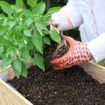 The Best Potting Soil for Plants: 6 Peat-Free DIY Soil Recipes