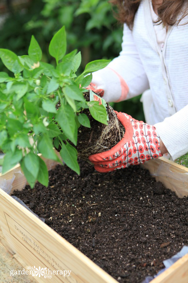 The Best Potting Soil for Plants: 6 Peat-Free DIY Soil Recipes