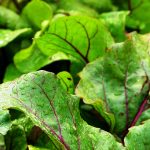 19 Best Plants to Grow in April – Vegetales & Herbs 19 Best Plants to Grow in April – Vegetales & Herbs