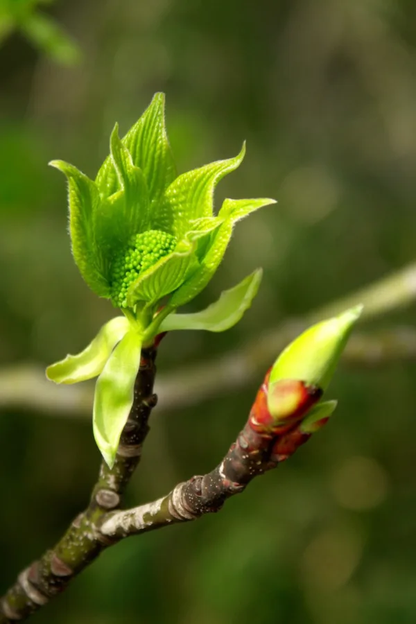important times fertilize
