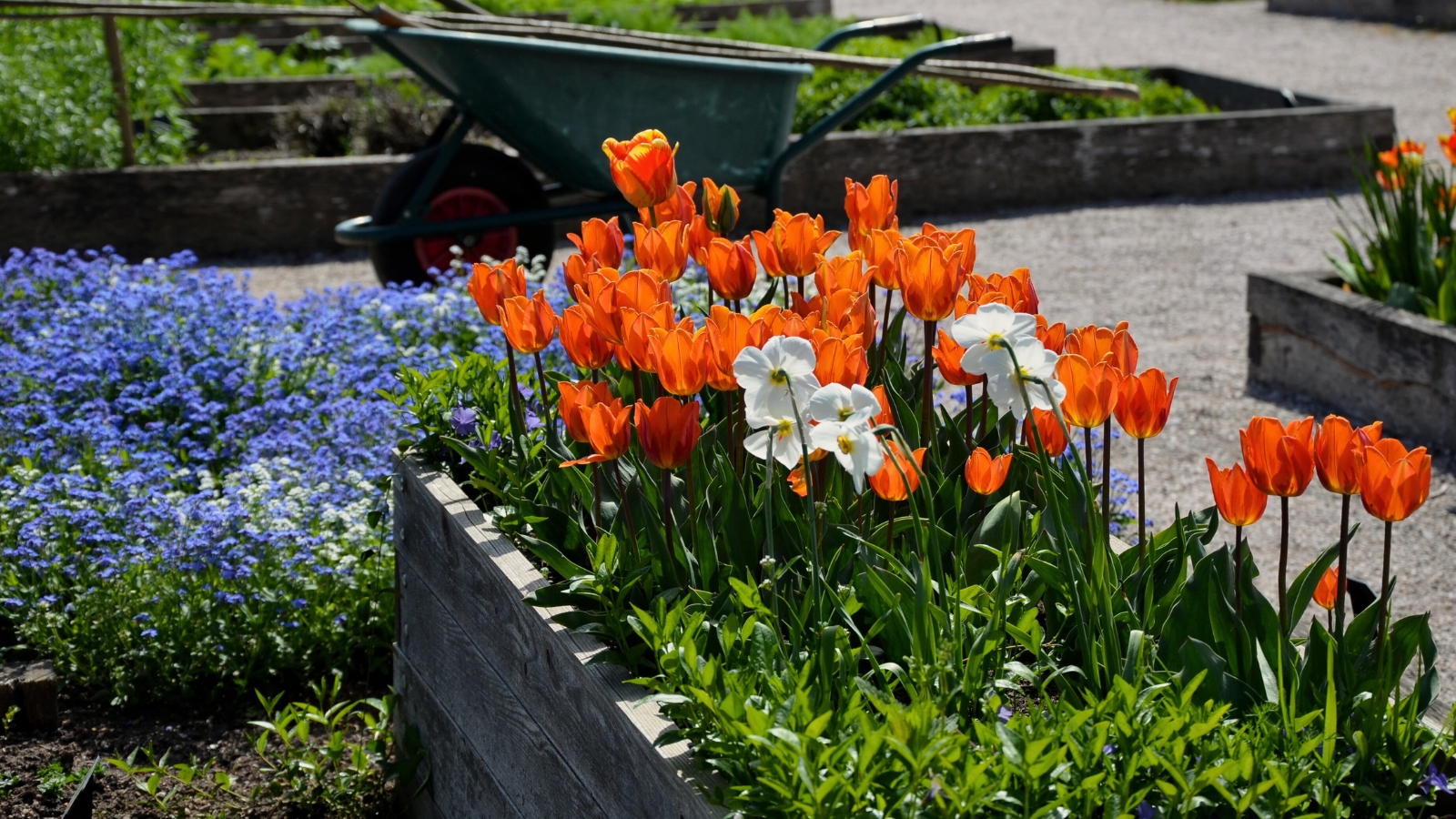close-up of blooming tulips and daffodils on a wooden raised bed, in a large garden area outdoors
