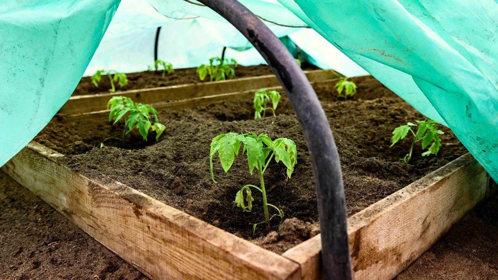 young  fruit-bearing seedlings grow on a wooden raised bed covered with green row fabric.