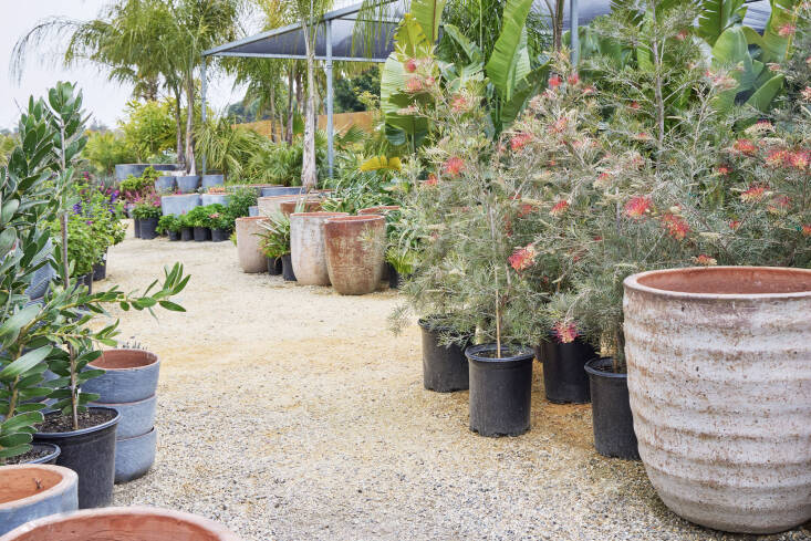 The Plastic Pot Conundrum – Gardenista The Plastic Pot Conundrum – Gardenista