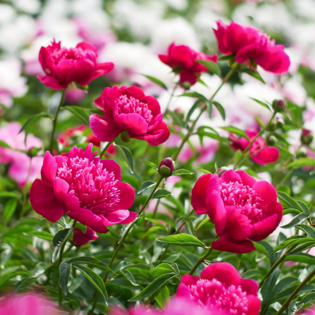 how to fertilize peonies