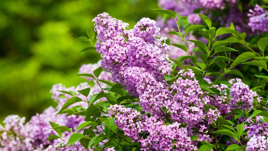 9 Fragrant Plants That Will Perfume Your Garden All Summer