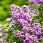 9 Fragrant Plants That Will Perfume Your Garden All Summer