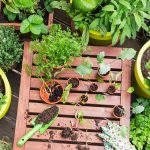 8 Plants To Plant In Winter For A Head Start On Your Garden 8 Plants To Plant In Winter For A Head Start On Your Garden