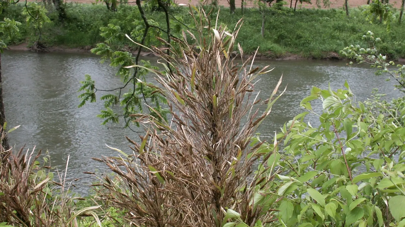 a photo shoes a feathery, bamboo-like plant standing alongside a stream