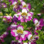 Seasonal Ritual: Crimson Blossoms Consumed by Midnight Winds Seasonal Ritual: Crimson Blossoms Consumed by Midnight Winds