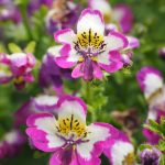 Top 5 Ideas for Zen Balconies & Floating Butterfly Habitats