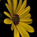 Best Of: Balcony Oasis Designs