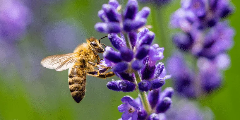 Health Benefits of Honey Bee Venom