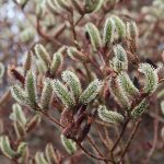 Catkins and cones are the flowers of some trees and shrubs Catkins and cones are the flowers of some trees and shrubs
