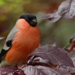 Symbolic Essay: Roots in Resilience & Rosewood