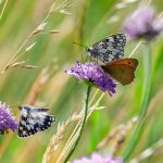 Symbolic Essay: Weaving Biophilic Spaces into Daily Breath Symbolic Essay: Weaving Biophilic Spaces into Daily Breath