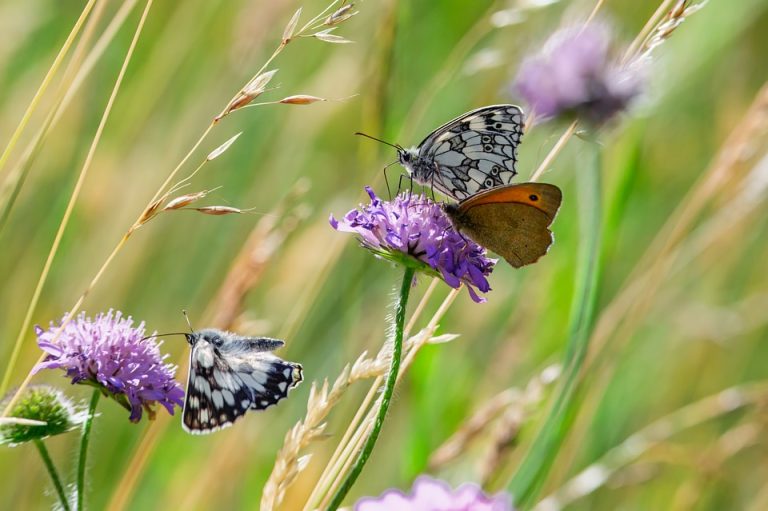 Symbolic Essay: Weaving Biophilic Spaces into Daily Breath Symbolic Essay: Weaving Biophilic Spaces into Daily Breath