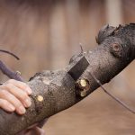 Eco How-To: Cobblestone mosaics nurturing ivy’s quiet bloom