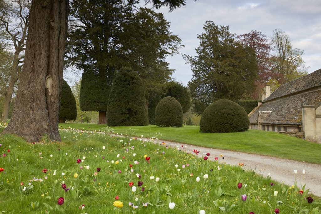 The Duchess of Beaufort’s Tulips at Badminton